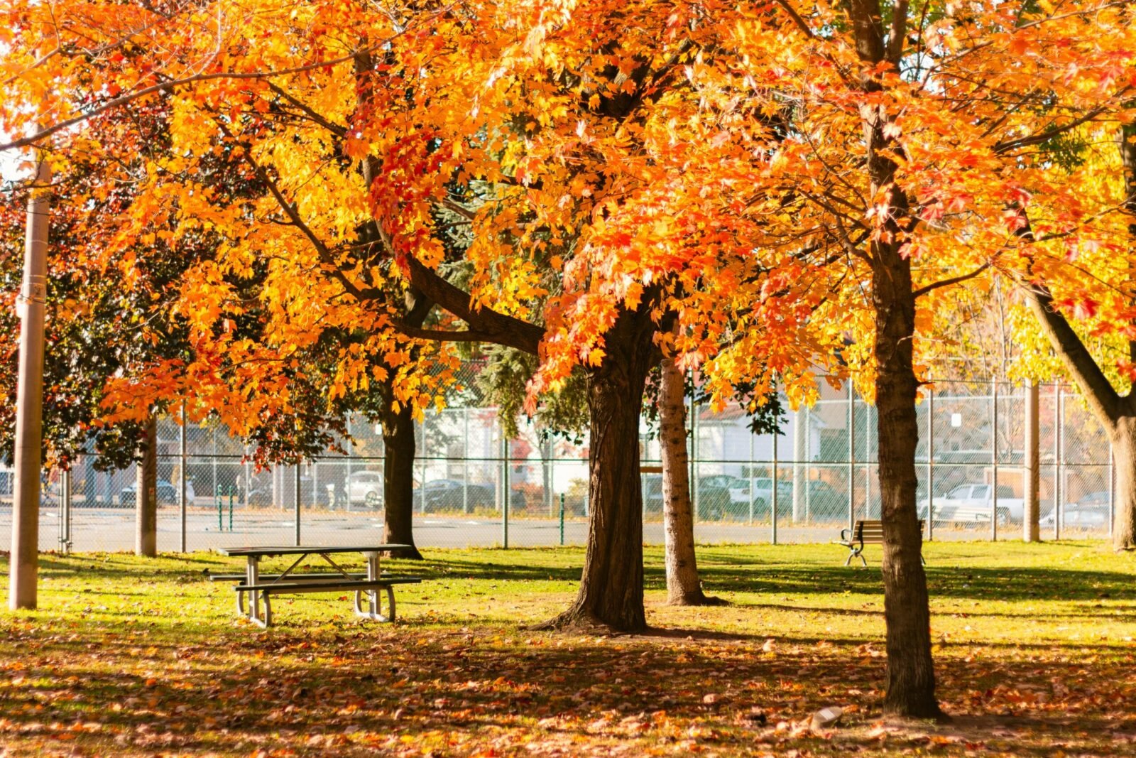 Autumn trees with fall colours in a Toronto neighbourhood park