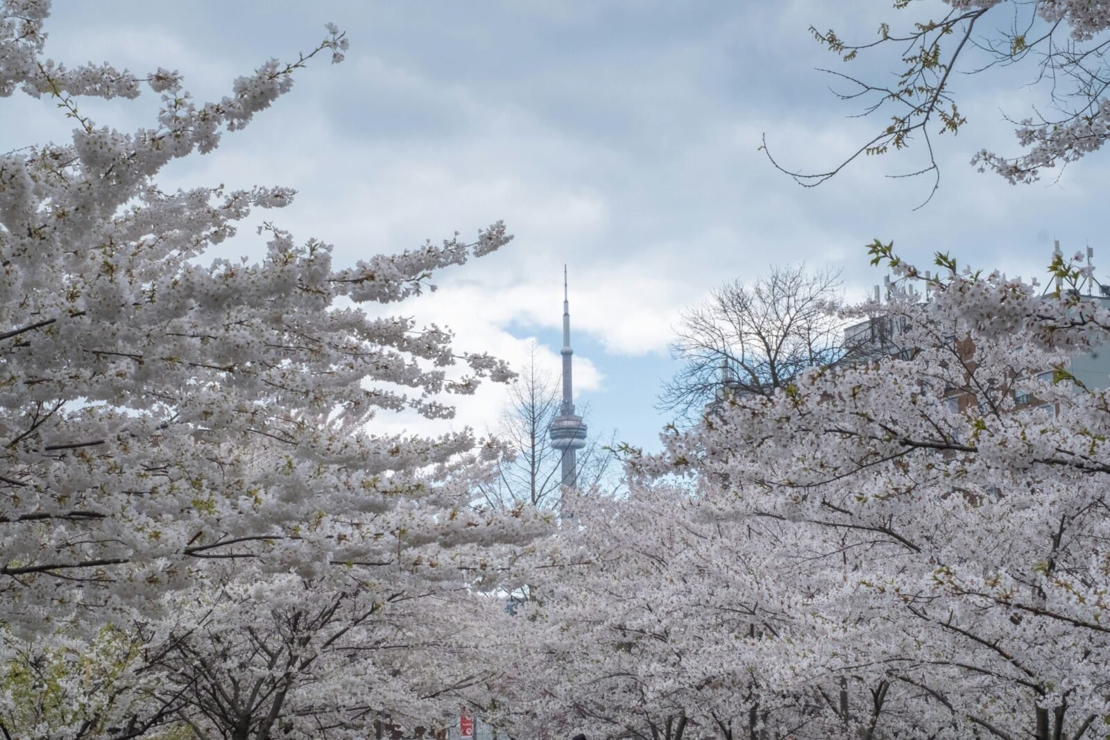 Spring Cherry Blossoms in Toronto