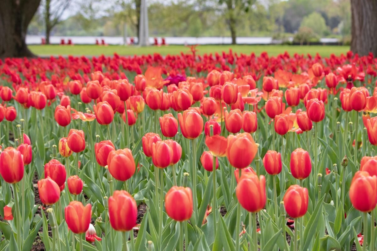 Tulips blooming at Dow’s Lake during Ottawa Tulip Festival