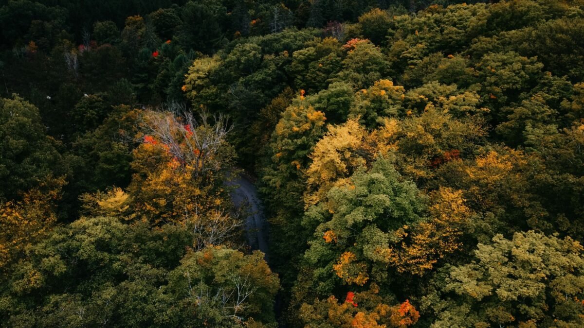 Dense autumn foliage in Gatineau Park Quebec near Ottawa