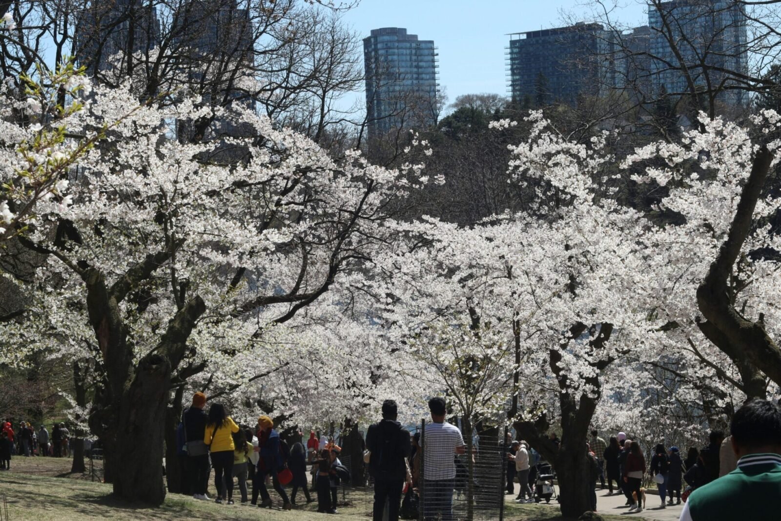 Cherry blossoms in High Park during spring in Toronto