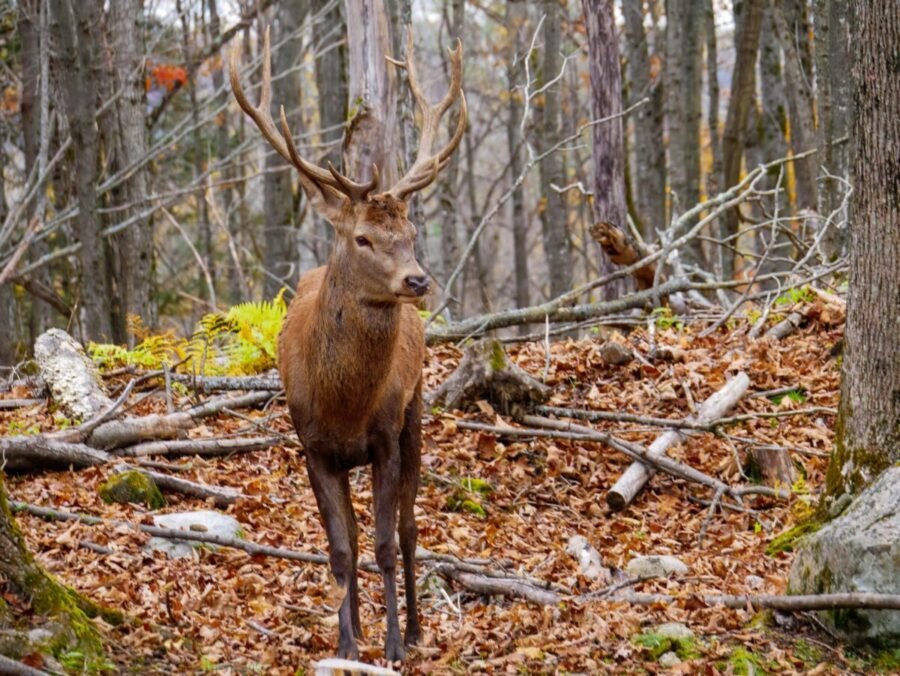 Deer in forest at Parc Omega wildlife park near Montebello