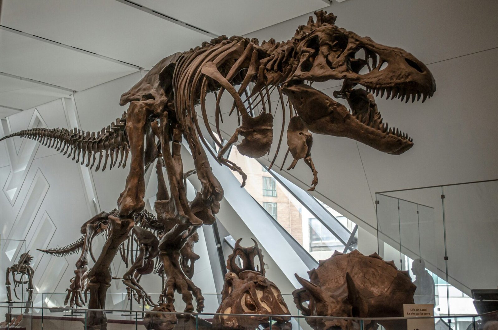 Tyrannosaurus rex skeleton inside the Royal Ontario Museum in Toronto