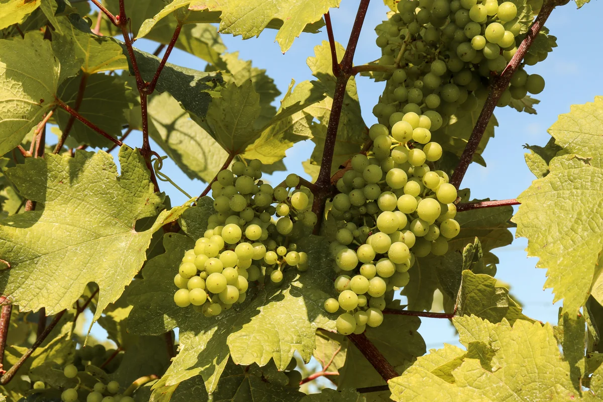 Green grapes growing on vines in the Niagara wine region of Ontario