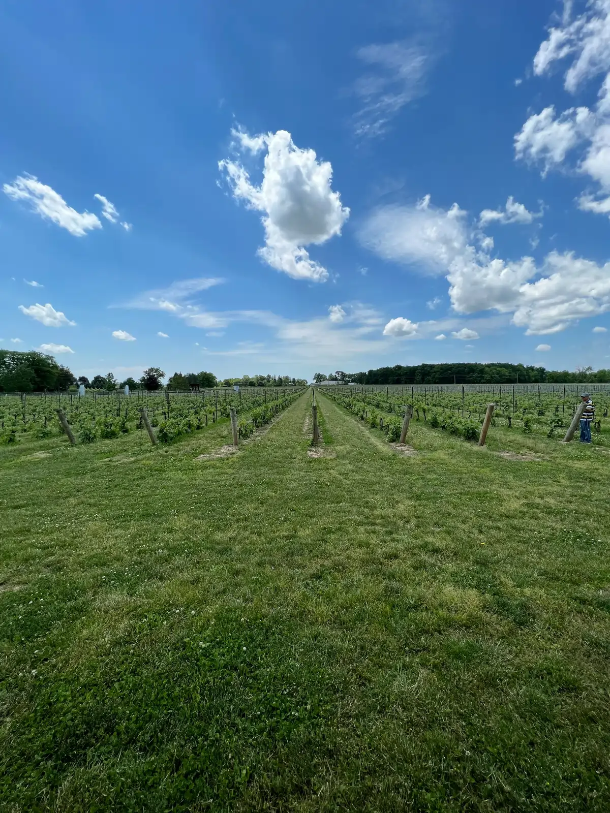 Vineyards in the Niagara wine region near Niagara-on-the-Lake Ontario
